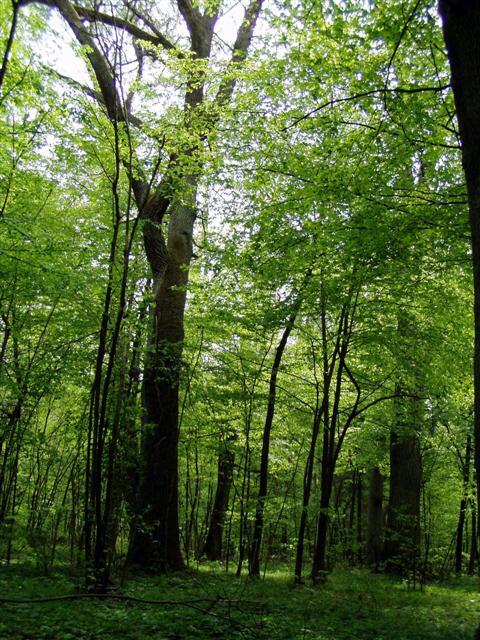 zdjęcie: Rezerwat leśny Koryciny, ścieżka Dębowy las (fot. B. Komarzewski)