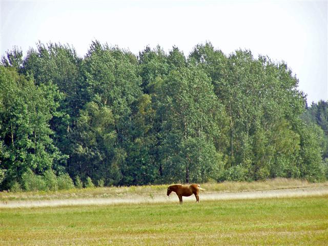 zdjęcie: Koń domowy (Equus caballus)